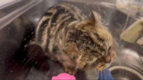 猫 マンチカン チョパえもん 水飲み修行