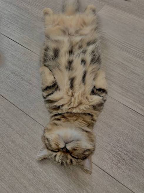 猫 マンチカン チョパえもん 水飲み修行