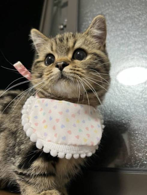 猫 マンチカン チョパえもん 水飲み修行