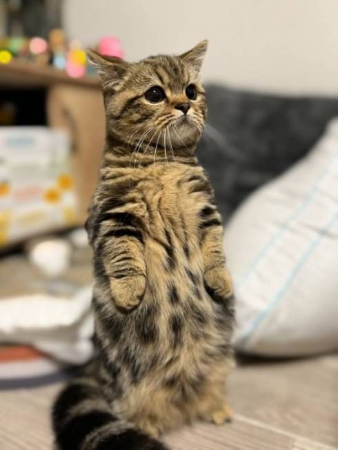 猫 マンチカン チョパえもん 水飲み修行