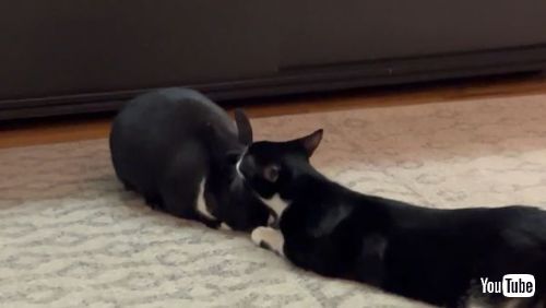 Grooms His Bunny Friend