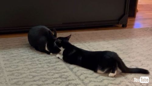 Grooms His Bunny Friend