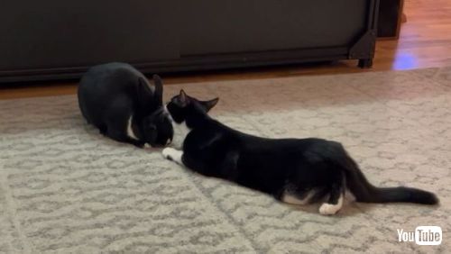 Grooms His Bunny Friend