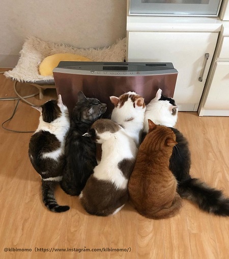 おしくらまんじゅう