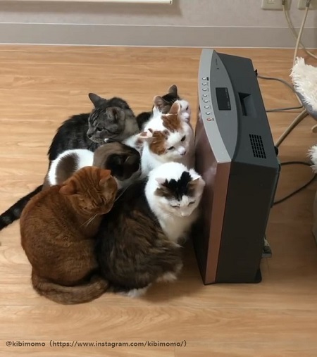 おしくらまんじゅう