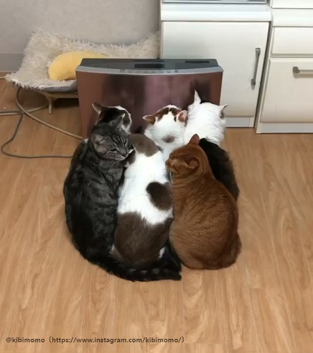 おしくらまんじゅう