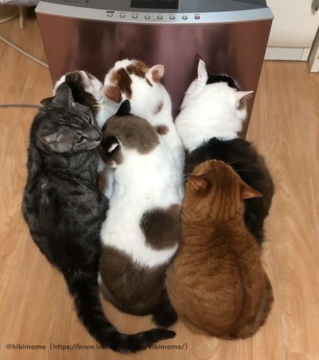 おしくらまんじゅう