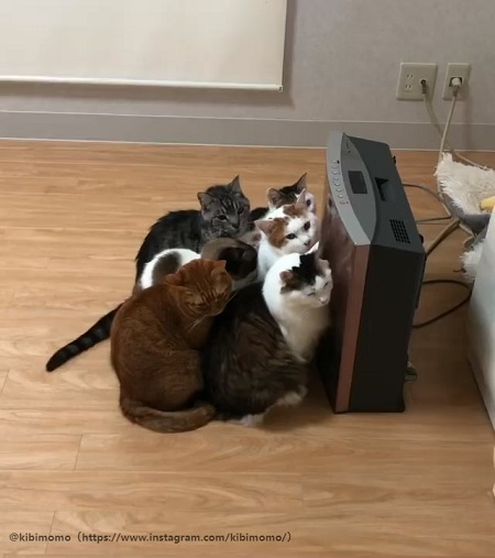 おしくらまんじゅう