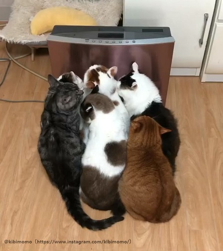おしくらまんじゅう