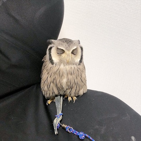 役に立たないフクロウの雑学
