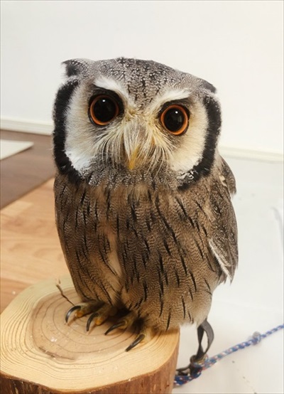 役に立たないフクロウの雑学