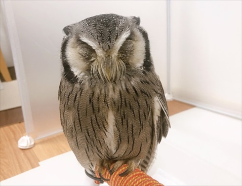 役に立たないフクロウの雑学