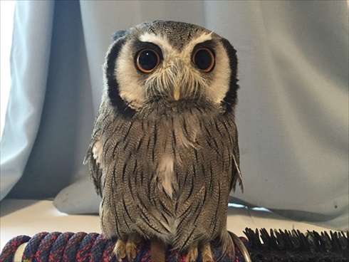 役に立たないフクロウの雑学