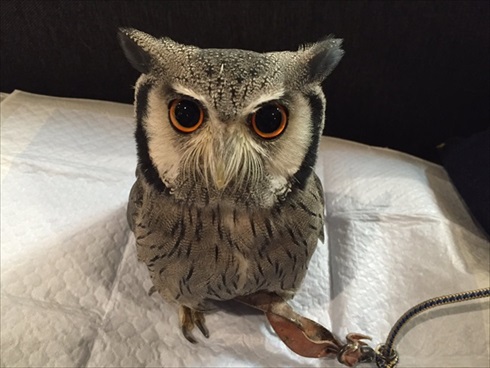 役に立たないフクロウの雑学