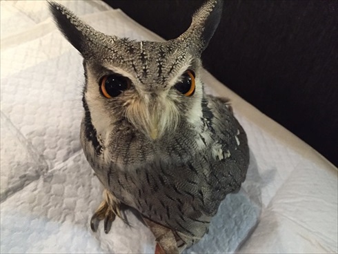 役に立たないフクロウの雑学