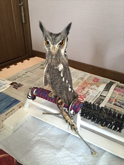 役に立たないフクロウの雑学