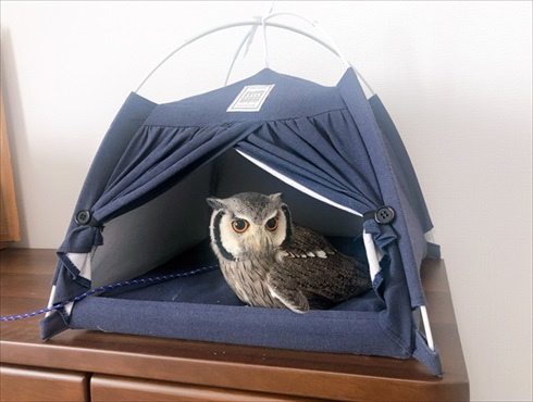 役に立たないフクロウの雑学