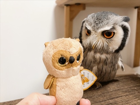 役に立たないフクロウの雑学