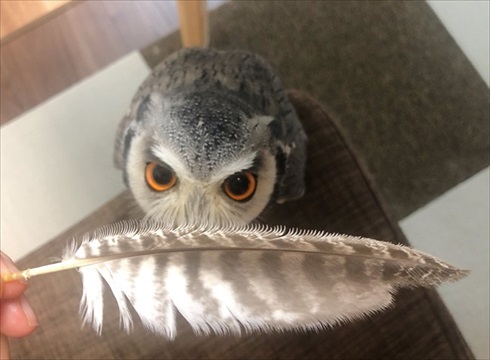 役に立たないフクロウの雑学