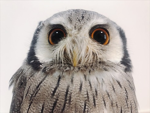 役に立たないフクロウの雑学
