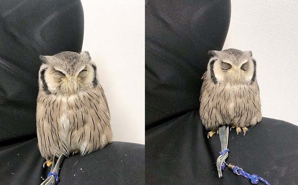 役に立たないフクロウの雑学