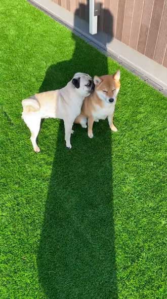 推し犬