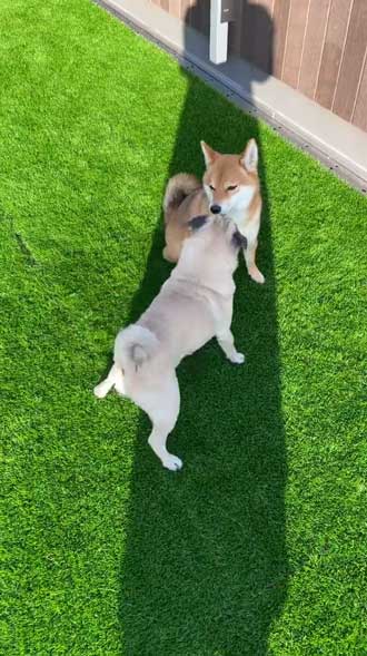 柴犬 好き パグ 仲良し 兄妹 求愛 スルー