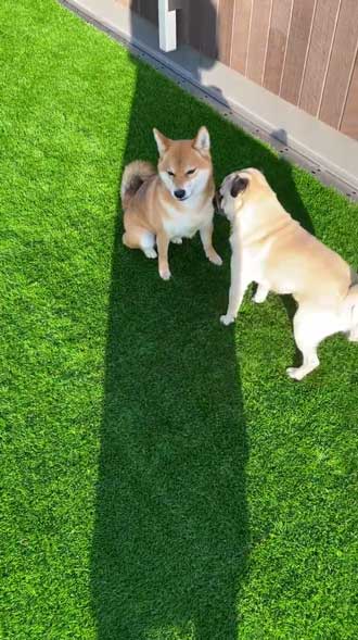 柴犬 好き パグ 仲良し 兄妹 求愛 スルー