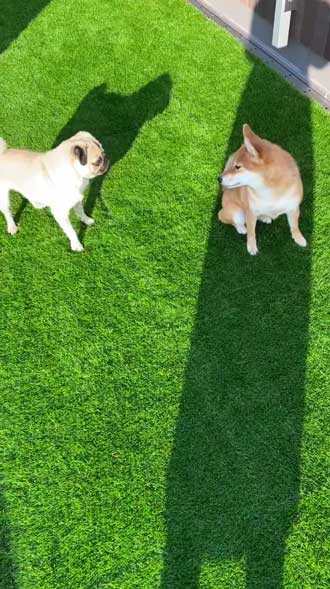 柴犬 好き パグ 仲良し 兄妹 求愛 スルー