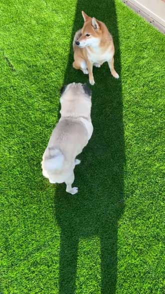 柴犬 好き パグ 仲良し 兄妹 求愛 スルー