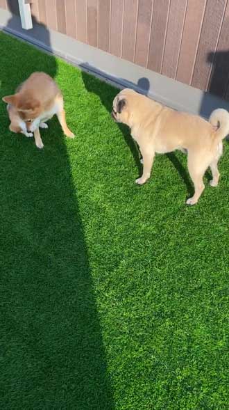 柴犬 好き パグ 仲良し 兄妹 求愛 スルー