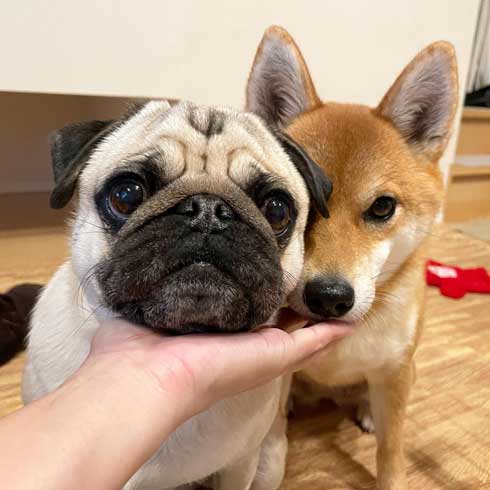 柴犬 好き パグ 仲良し 兄妹 求愛 スルー