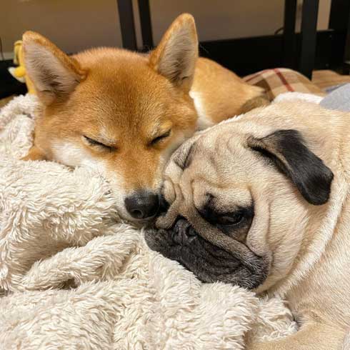 柴犬 好き パグ 仲良し 兄妹 求愛 スルー