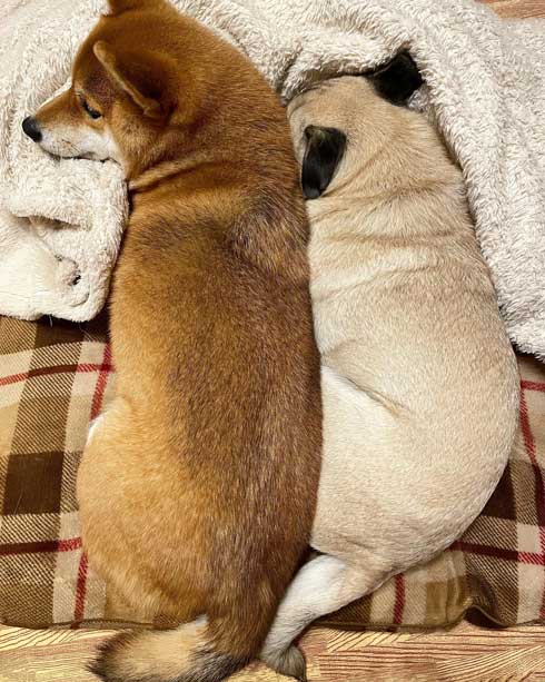 柴犬 好き パグ 仲良し 兄妹 求愛 スルー