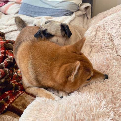 柴犬 好き パグ 仲良し 兄妹 求愛 スルー