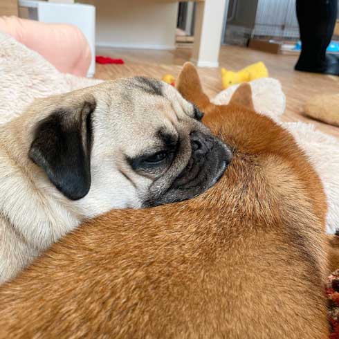 柴犬 好き パグ 仲良し 兄妹 求愛 スルー