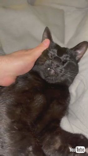 「Cat Prefers a Team Effort While Grooming || ViralHog」