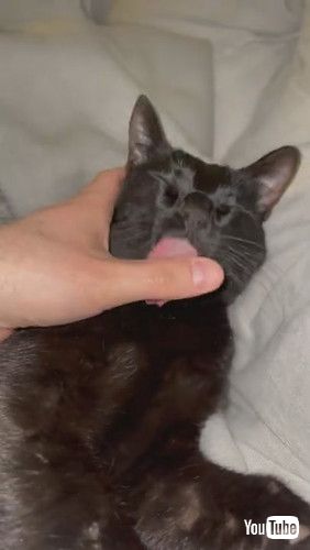 「Cat Prefers a Team Effort While Grooming || ViralHog」