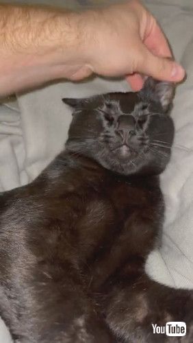 「Cat Prefers a Team Effort While Grooming || ViralHog」