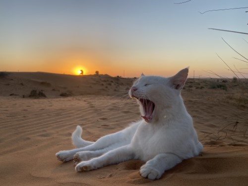 猫