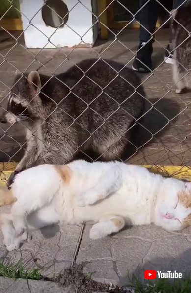 アライグマと猫の画像