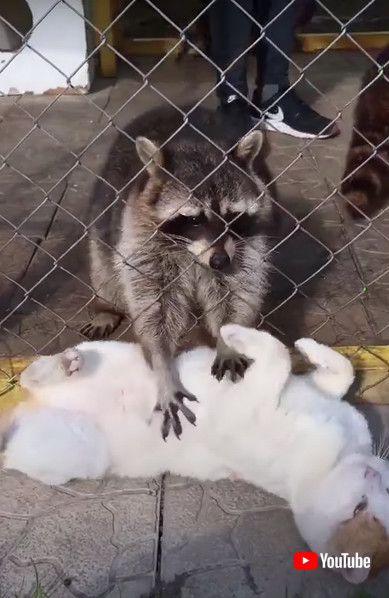 アライグマと猫の画像