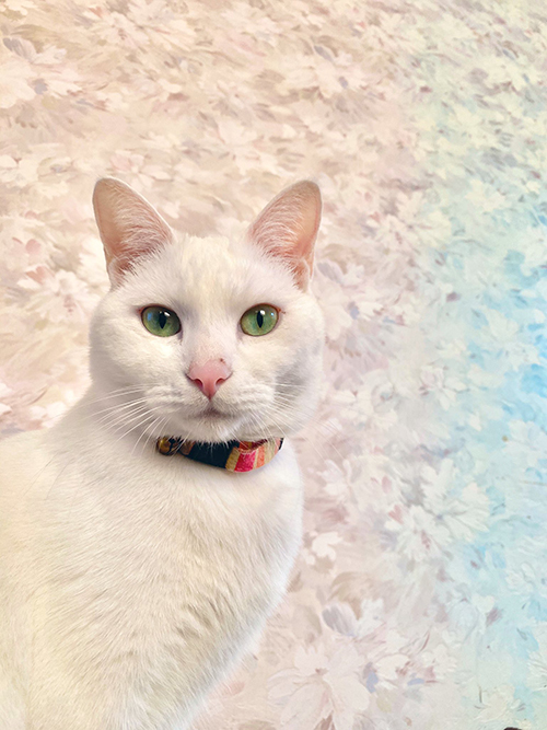 背景と動画するソウくん