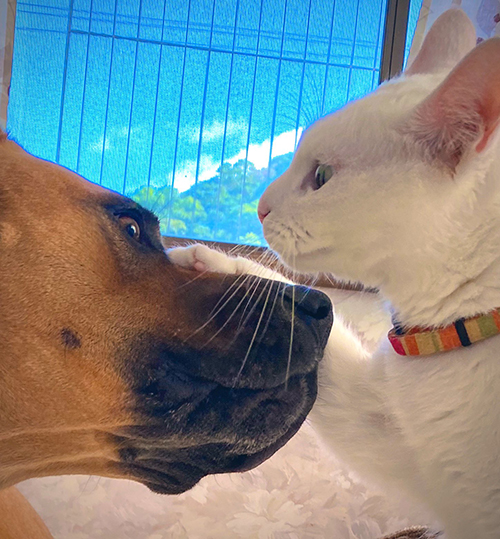 ポスターっぽい2匹