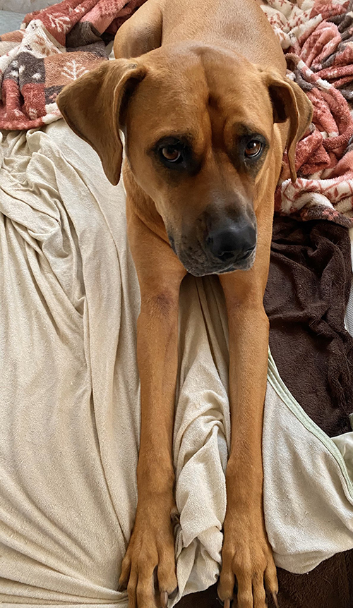 前脚伸ばしアギトちゃん