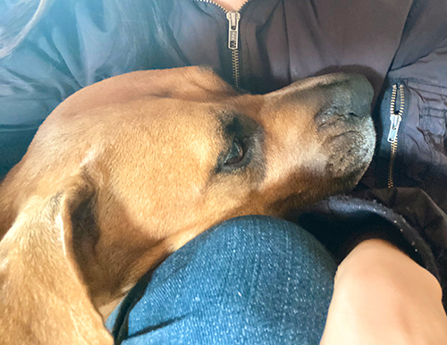 甘えん坊アギトちゃん