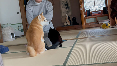 目を合わせないももちゃんアップ