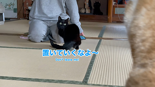 おいていくなよ天くん