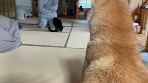 ママさんの前に座るももちゃん