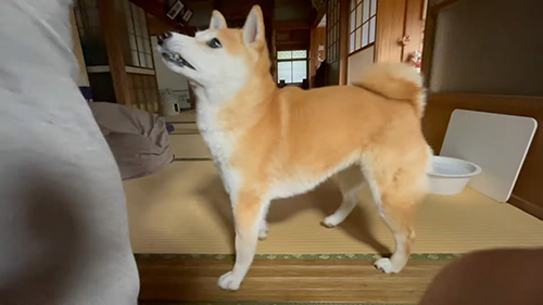 パパさんについていくももちゃん